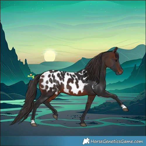 Horse Color:Brown Appaloosa 