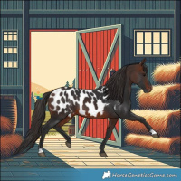 Horse Color:Brown Appaloosa 
