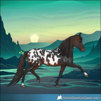 Horse Color:Brown Appaloosa 