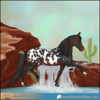 Horse Color:Brown Near Leopard