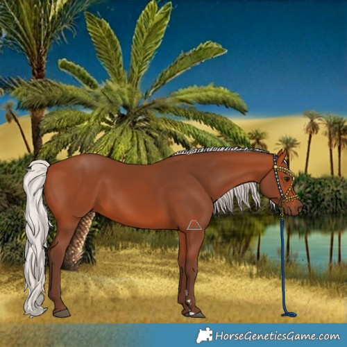 Horse Color:Silver Bay 