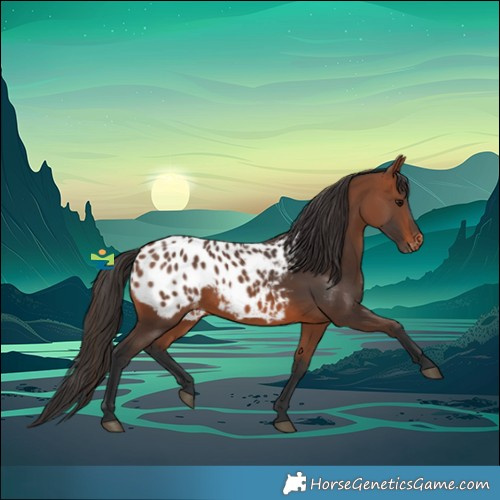 Horse Color:Bay Appaloosa 