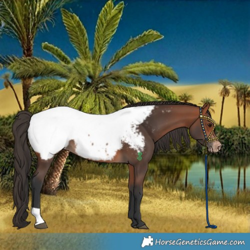 Horse Color:Bay Appaloosa