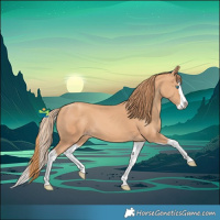 Horse Color:Gold Champagne Splash