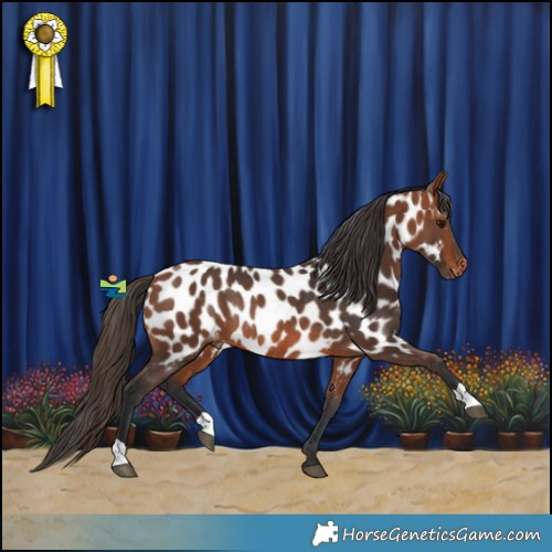 Horse Color:Bay Appaloosa Rabicano