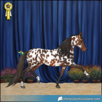 Horse Color:Bay Appaloosa Rabicano
