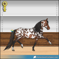 Horse Color:Bay Near Leopard Rabicano