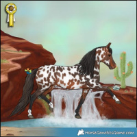 Horse Color:Bay Near Leopard Rabicano 