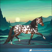 Horse Color:Bay Appaloosa Rabicano