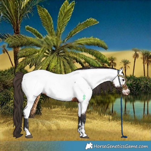 Horse Color:Bay Near Fewspot