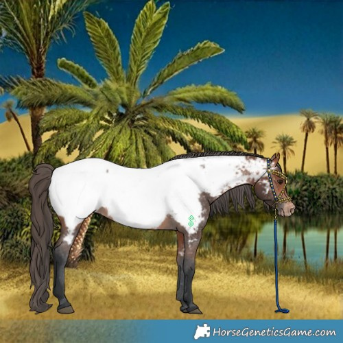 Horse Color:Bay Near Fewspot