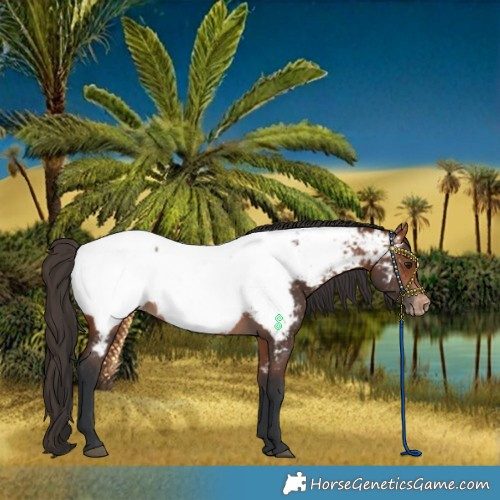 Horse Color:Bay Near Fewspot 
