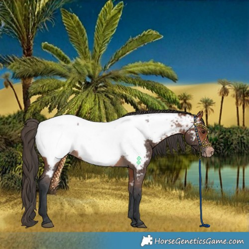 Horse Color:Bay Appaloosa 
