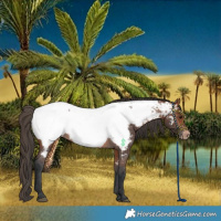 Horse Color:Bay Appaloosa