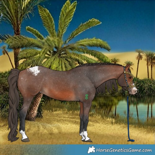 Horse Color:Bay Appaloosa 