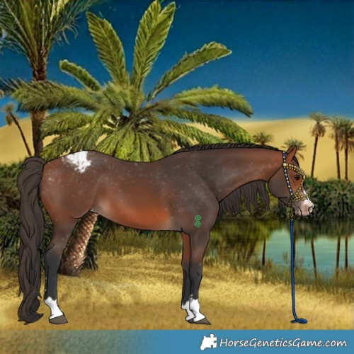Horse Color:Bay Varnish 
