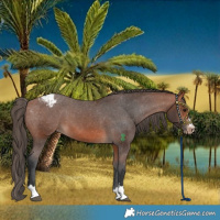Horse Color:Bay Appaloosa 