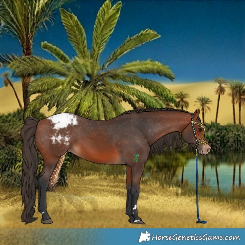 Horse Color:Bay Appaloosa
