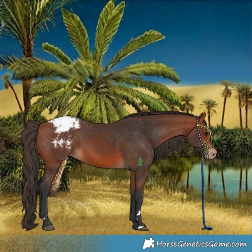 Horse Color:Bay Appaloosa 