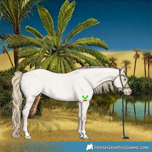 Horse Color:Smoky Creme Roan Dun