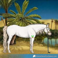Horse Color:Smoky Creme Roan Dun 