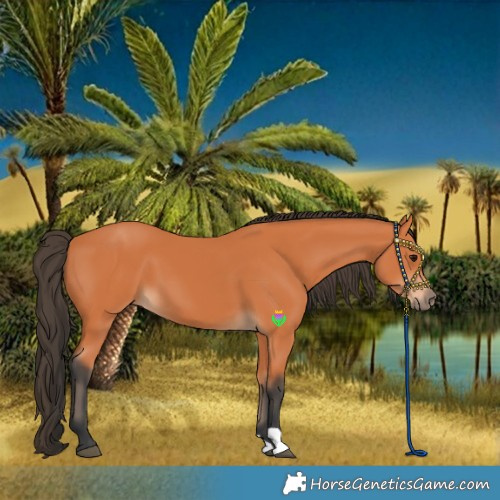 Horse Color:Bay 