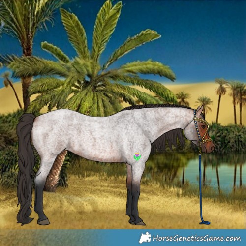 Horse Color:Bay Roan 