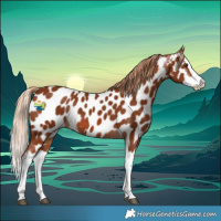 Horse Color:Chestnut Splash Appaloosa