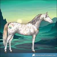 Horse Color:Chestnut Splash Appaloosa 