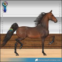 Horse Color:Bay 