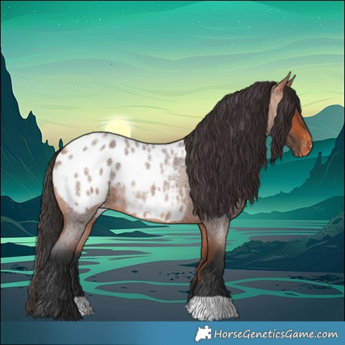 Horse Color:Bay Roan Appaloosa 