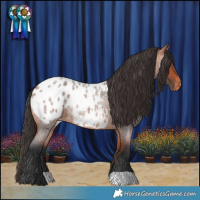 Horse Color:Bay Roan Appaloosa