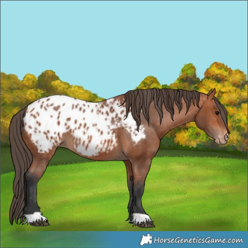Horse Color:Bay Appaloosa