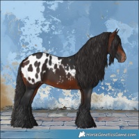 Horse Color:Brown Appaloosa