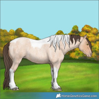 Horse Color:Amber Champagne Roan Tobiano 