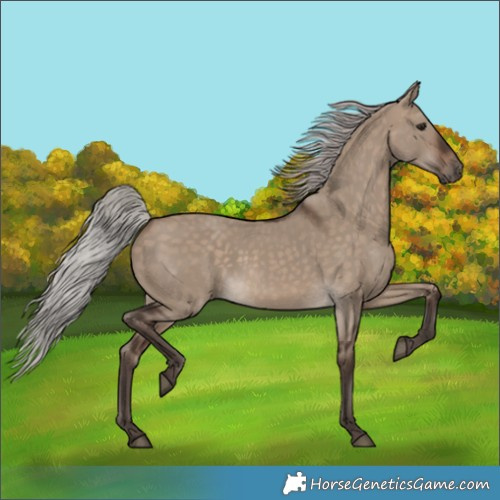 Horse Color:Silver Brown Dun 