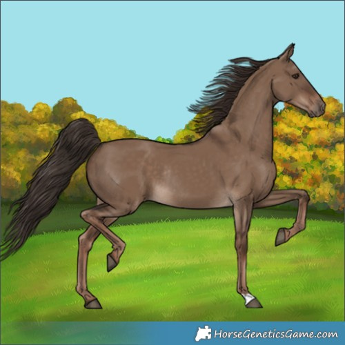 Horse Color:Liver Red Dun Rabicano 