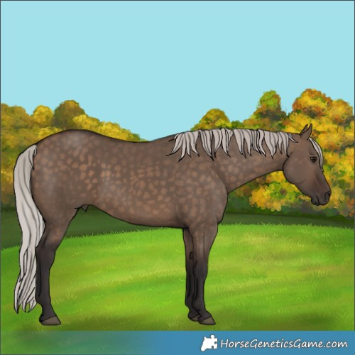 Horse Color:Silver Brown Dun