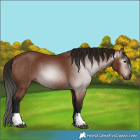 Horse Color:Gray Bay