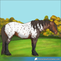 Horse Color:Bay Appaloosa 