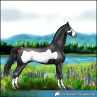Horse Color:Black Frame 