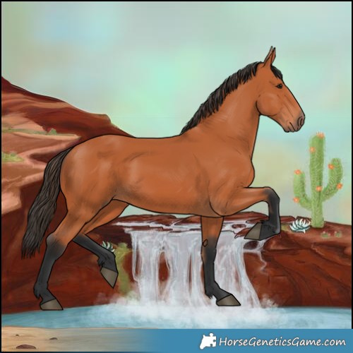 Horse Color:Bay 