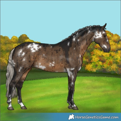 Horse Color:Gray White Spotted Silver Brown Dun Brindle