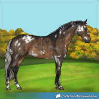 Horse Color:Gray White Spotted Silver Brown Dun Brindle 