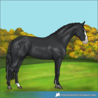 Horse Color:Black Splash