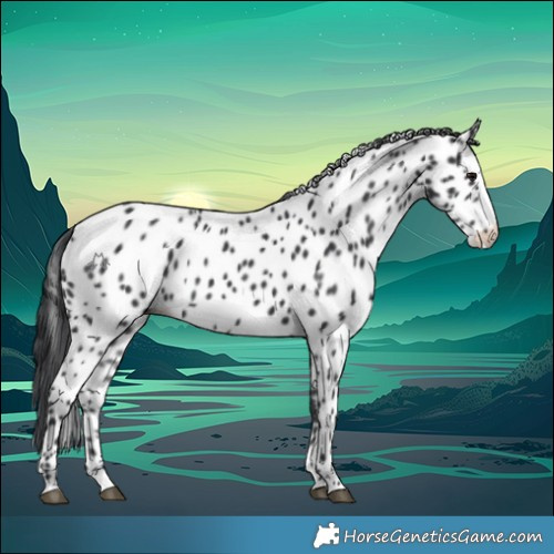 Horse Color:Black Splash Near Leopard