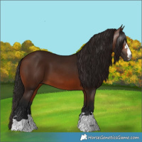 Horse Color:Gray Bay 