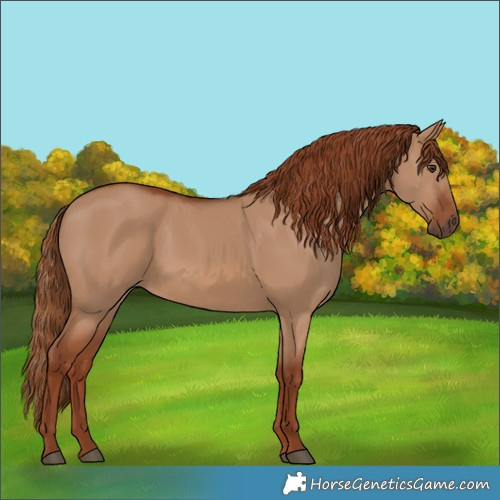 Horse Color:Red Dun