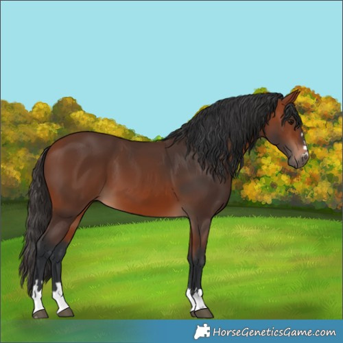 Horse Color:Bay 