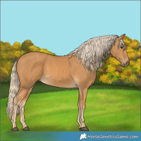 Horse Color:Palomino